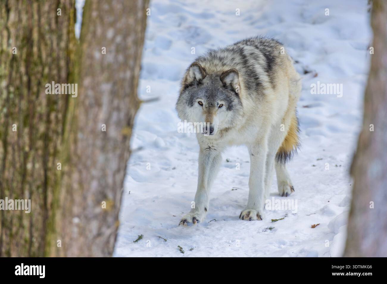 Lupo nordoccidentale (Canis lupus occidentalis) in inverno Foto Stock