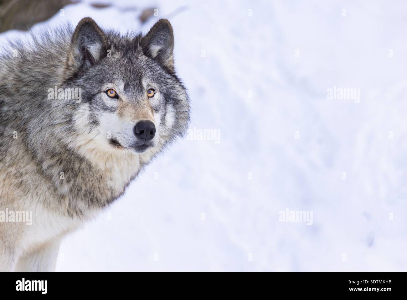 Lupo nordoccidentale (Canis lupus occidentalis) in inverno Foto Stock