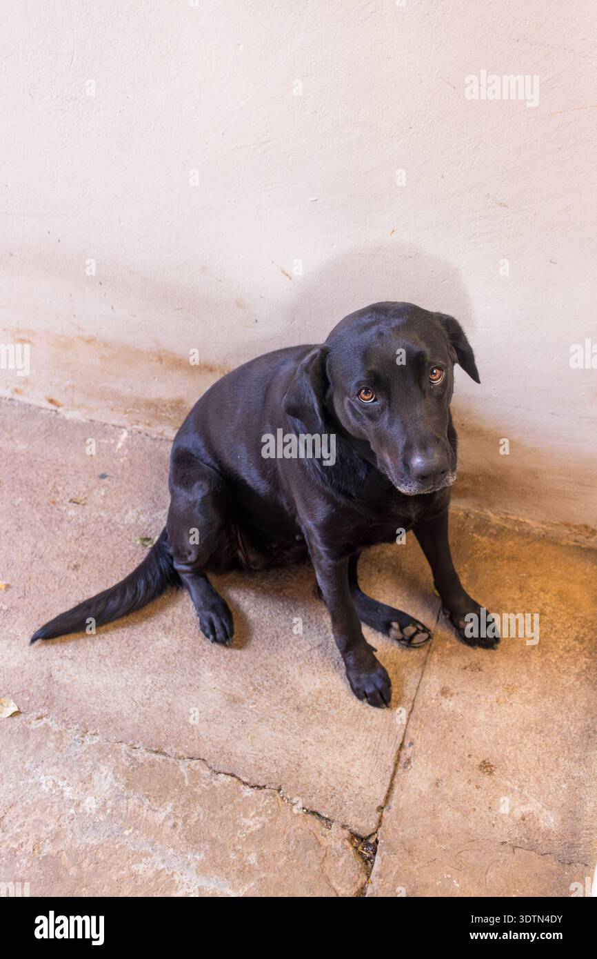 Cane nero seduto su un pavimento di cemento incrinato che guarda in alto Foto Stock