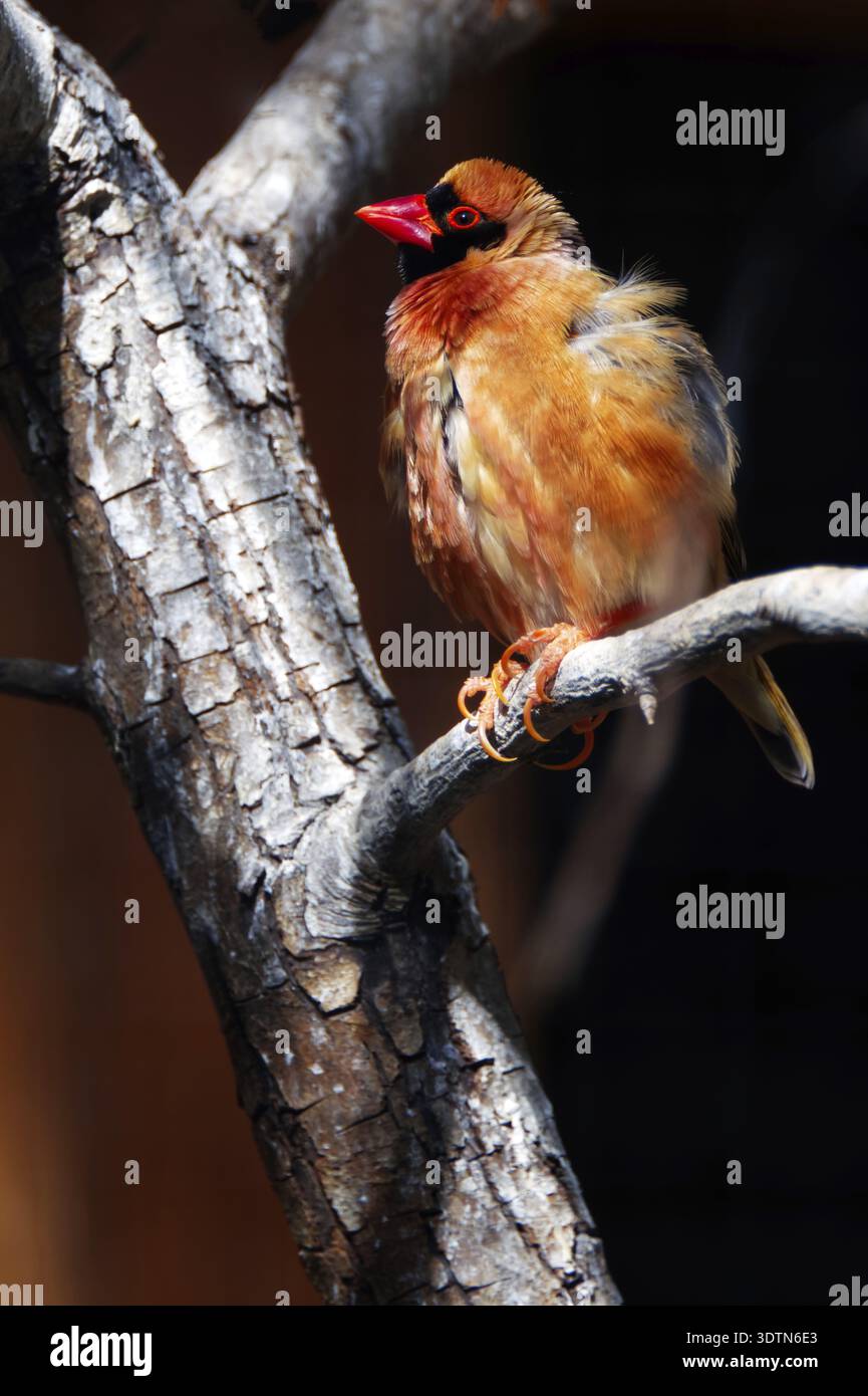 Bellissimo uccellino con becco rosso e piume in vari colori Foto Stock