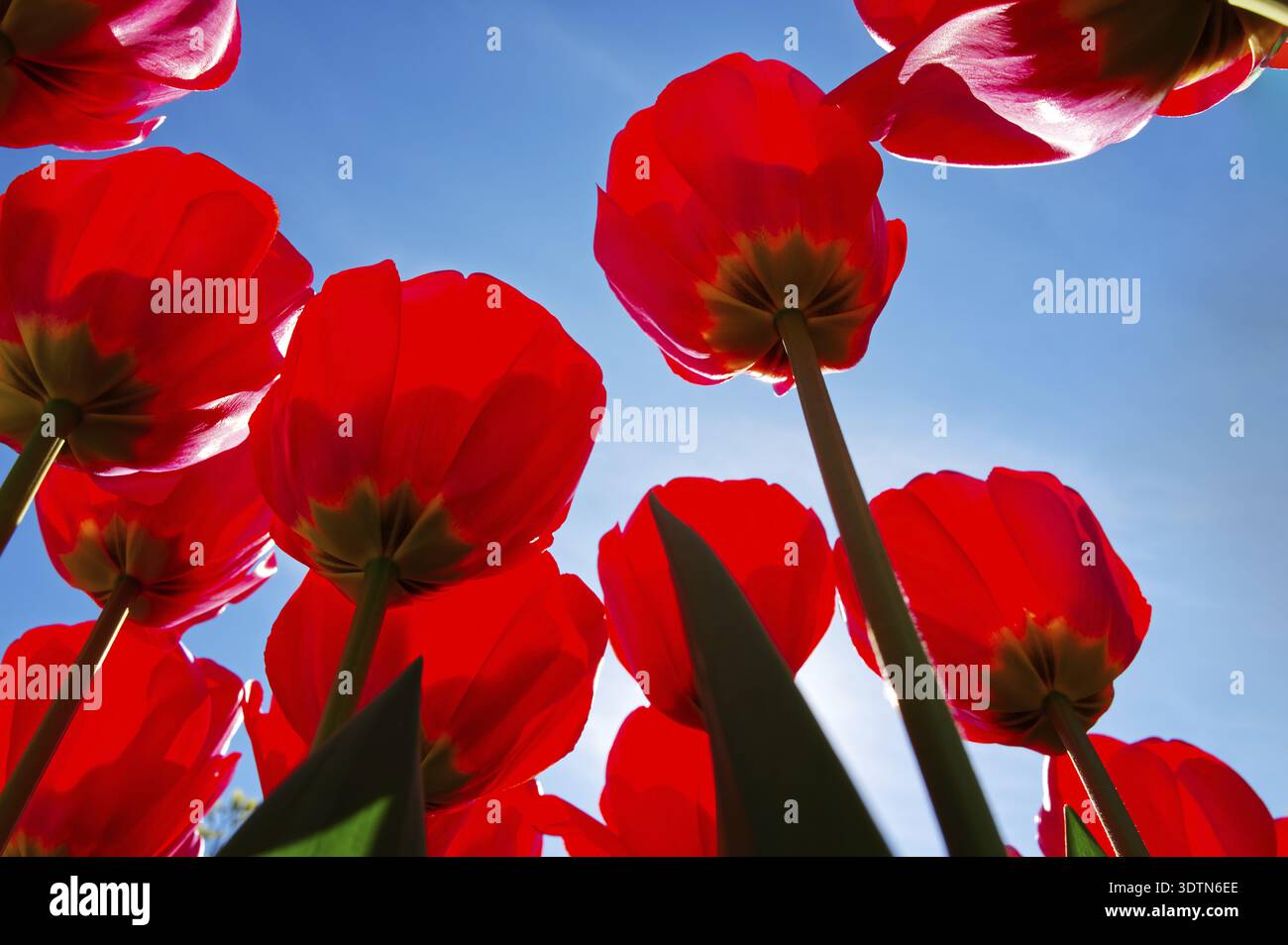 Incredibili tulipani rossi contro il cielo blu in primavera Foto Stock