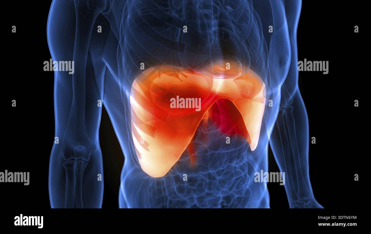 Illustrazione 3D concetto di anatomia diaframma del sistema respiratorio umano Foto Stock