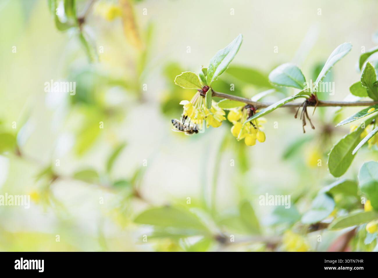 Dettaglio di un'ape capovolta su fiori gialli di un cespuglio offuscato Foto Stock
