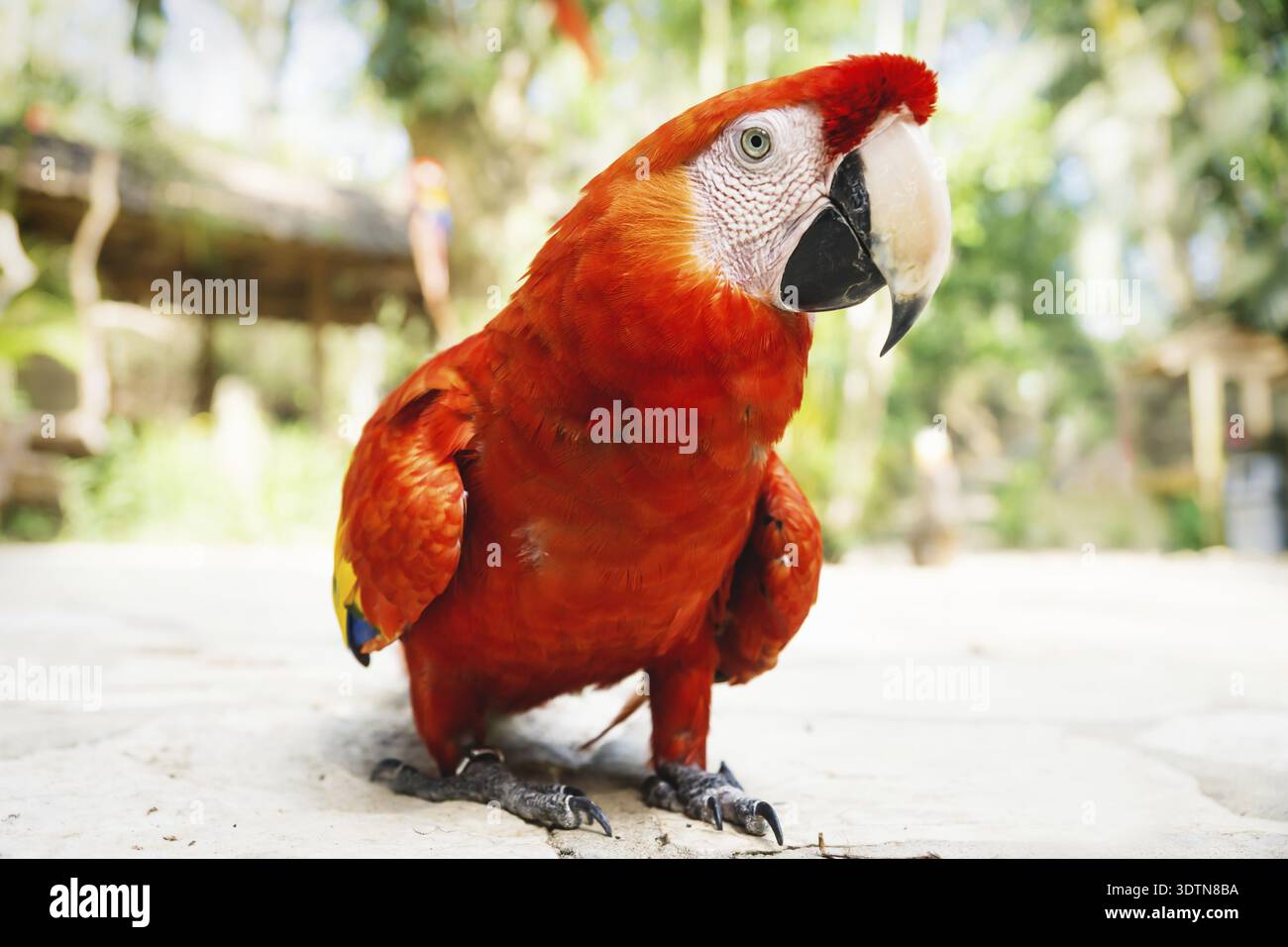 Rosso a piedi o macaw scarlet macaw Ara macao con verde giungla soleggiata in background Macaw Mountain Bird Park, Copan Ruinas, Honduras Foto Stock