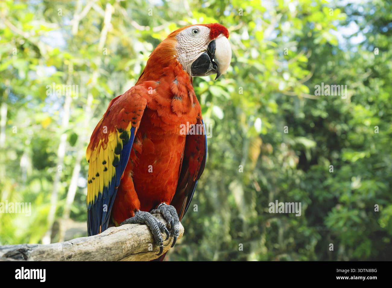 Red macaw o scarlet macaw Ara macao con verde giungla soleggiata in background Macaw Mountain Bird Park, Copan Ruinas, Honduras Foto Stock