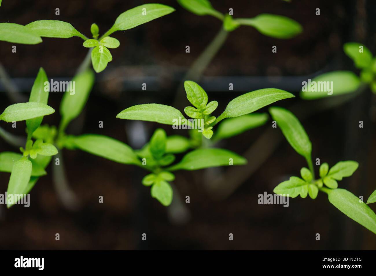 Semina di semi di ortaggi al chiuso per piantine all'inizio della primavera. Foto Stock