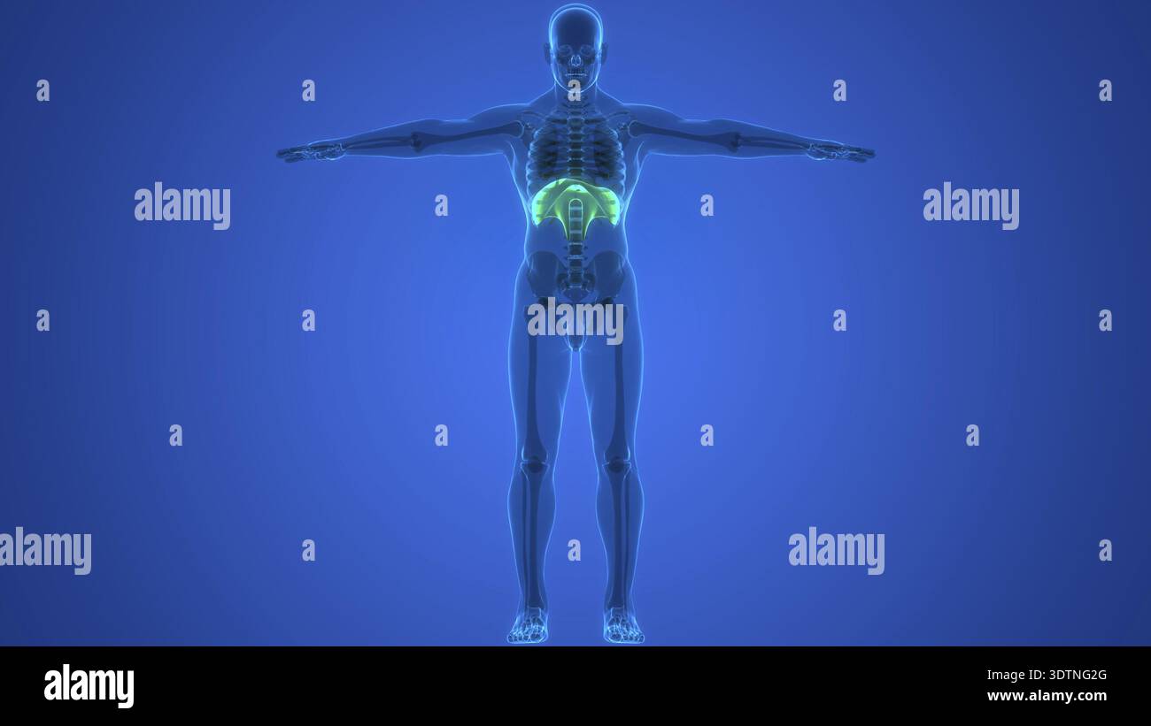 Illustrazione 3D concetto di anatomia diaframma del sistema respiratorio umano Foto Stock