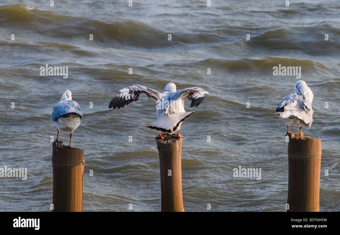 Alcuni gabbiani migratori arroccati su pali di legno che si innalzano dal mare. Perfetto per la fauna costiera e i temi degli uccelli. Foto Stock