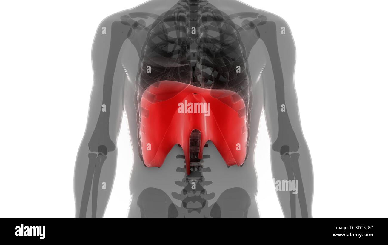 Illustrazione 3D concetto di anatomia diaframma del sistema respiratorio umano Foto Stock