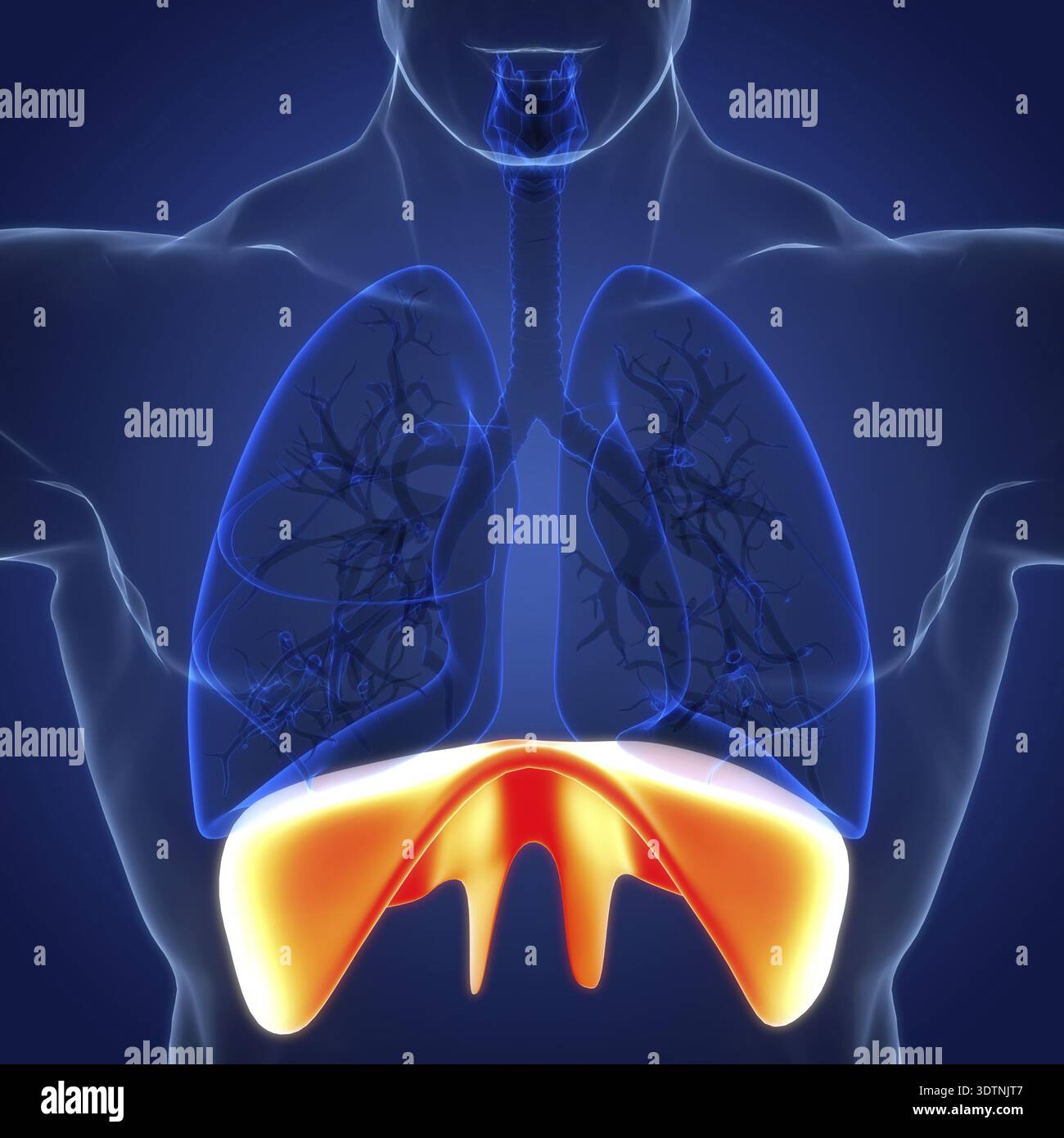 Illustrazione 3D concetto di anatomia diaframma del sistema respiratorio umano Foto Stock
