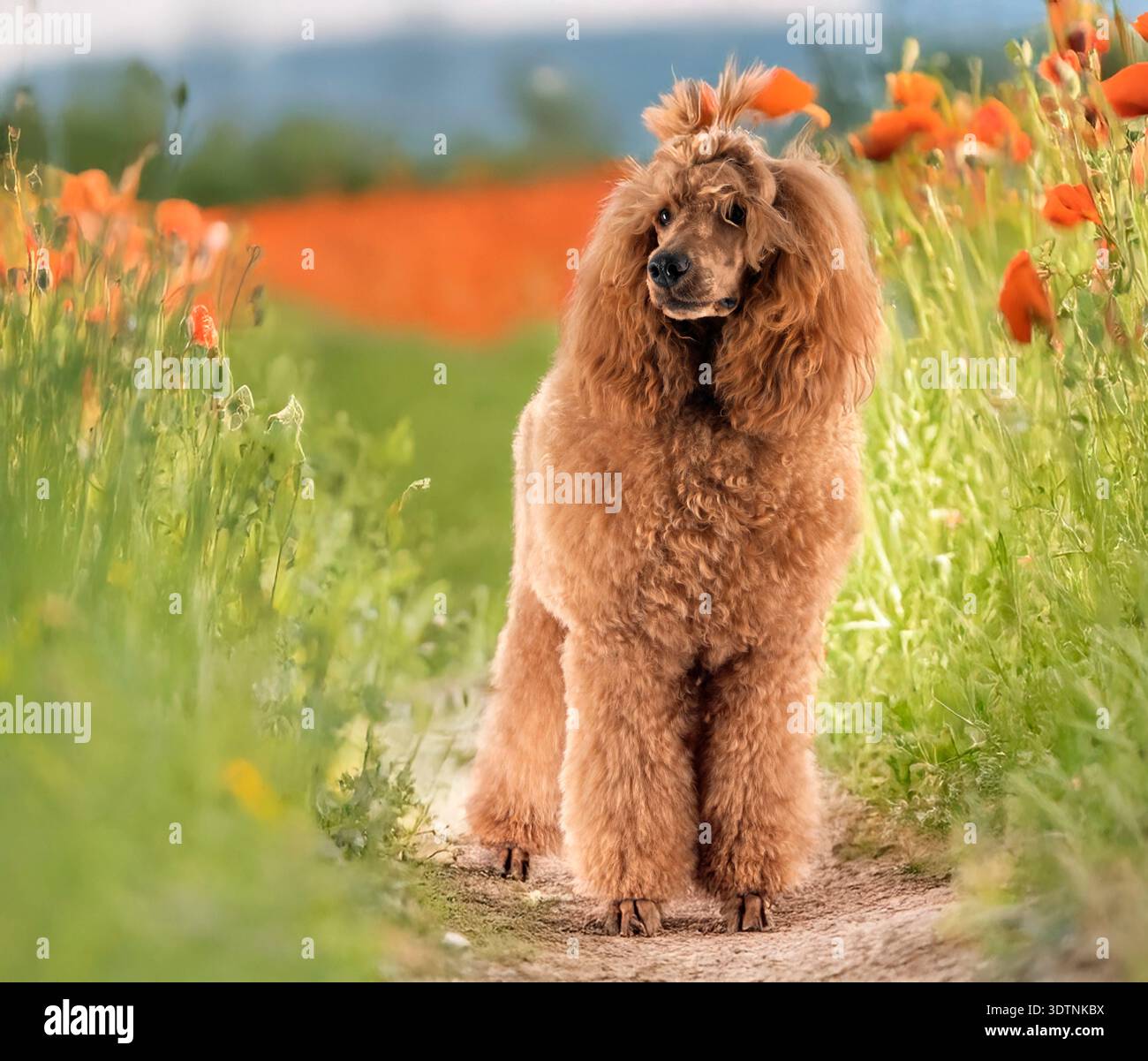 barboncino standard davanti allo sfondo naturale Foto Stock