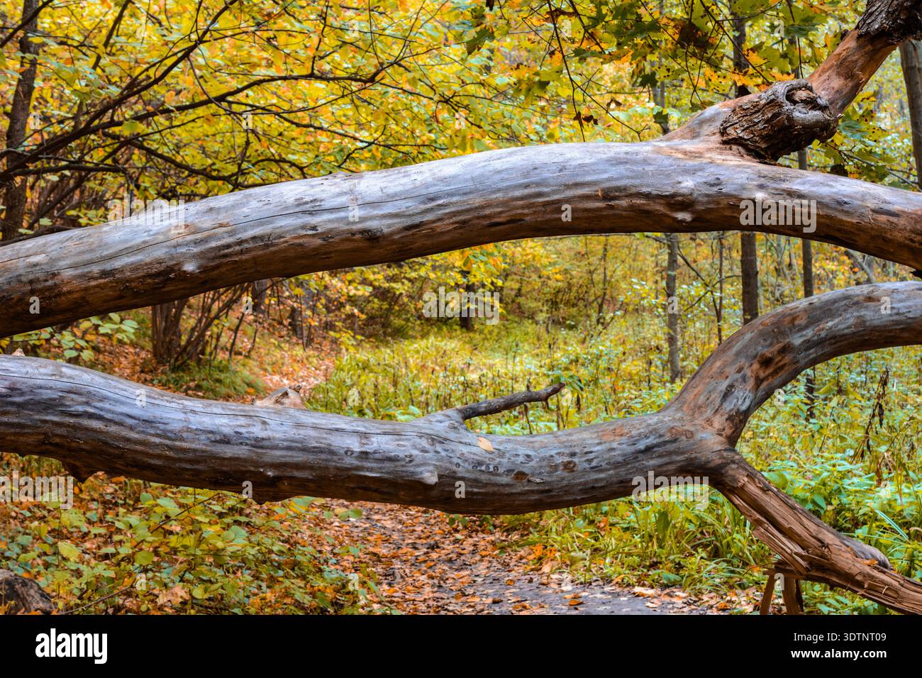Un albero caduto sta bloccando un percorso autunnale coperto di foglie cadute. Foto Stock
