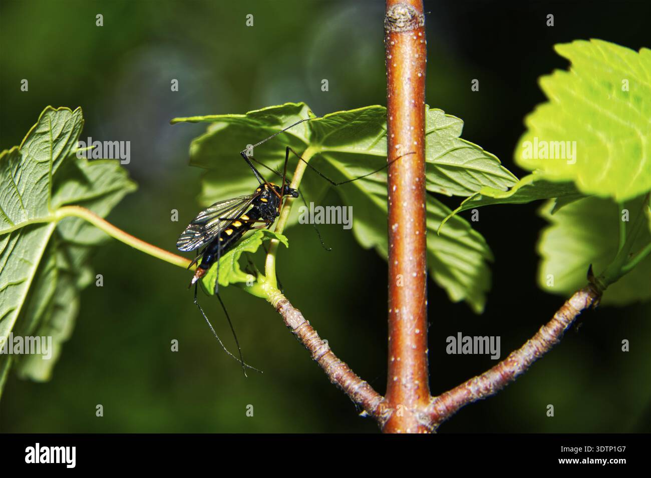 Vero e proprio flie di gru, nero lucido con marcature gialle riponendosi su una pianta Foto Stock