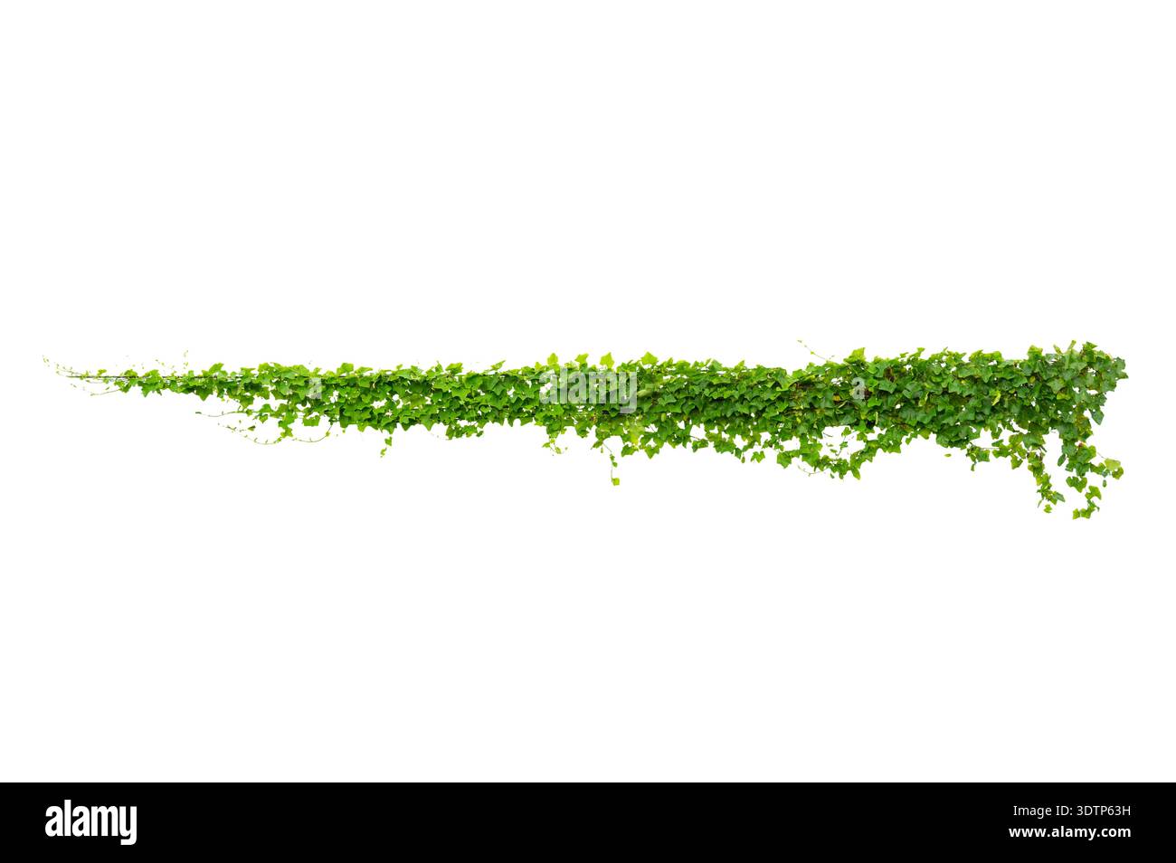 Telaio verde del superriduttore isolato su sfondo trasparente per la decorazione. Le vigne a foglia verde formano una cornice rettangolare contro un semplice backgrou bianco Foto Stock