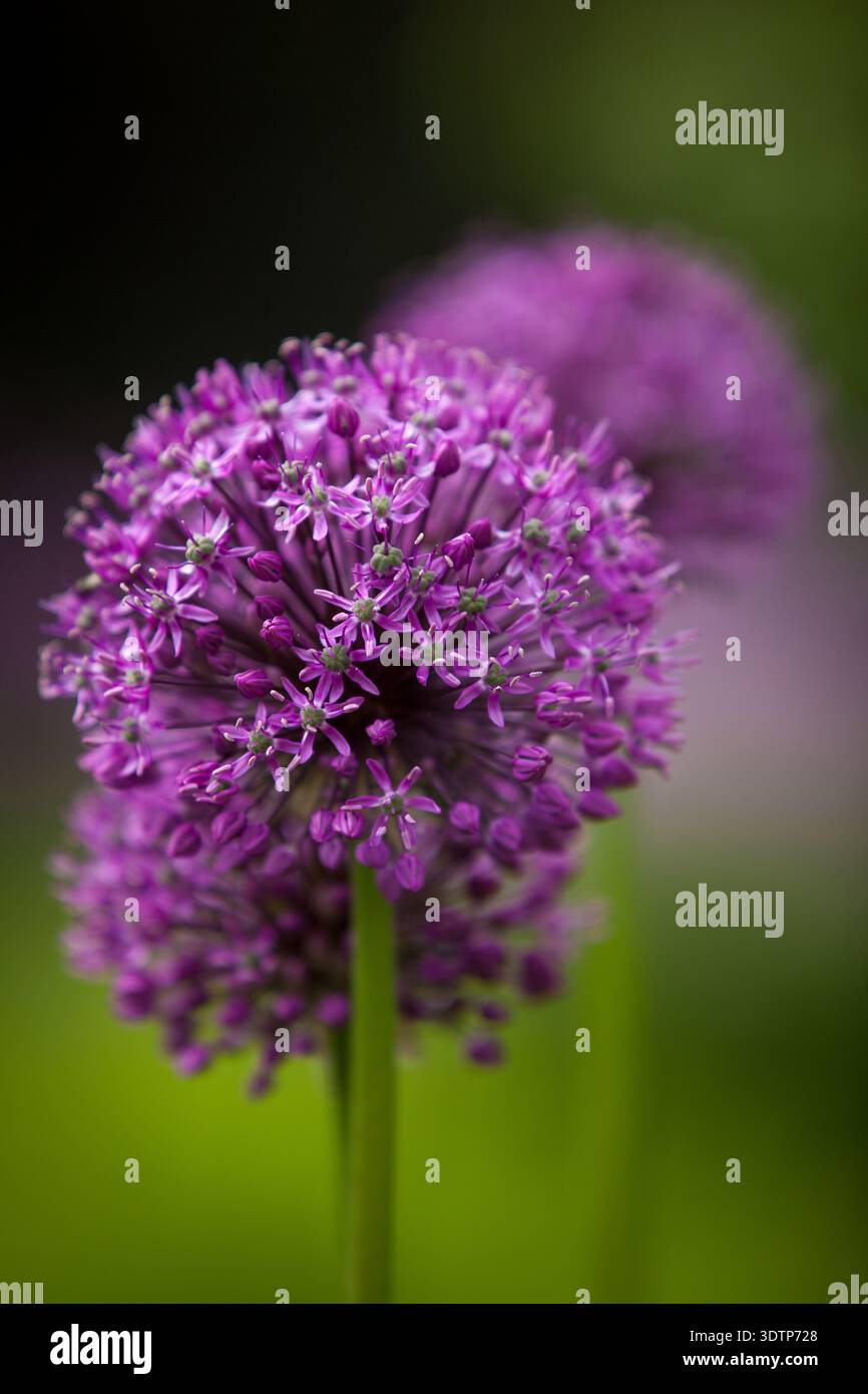 Allium sp. (Allium ornamentale) - primo piano di un fiore di allium viola sferico con fiori a forma di stella, con un secondo fiore leggermente sfocato nella schiena Foto Stock