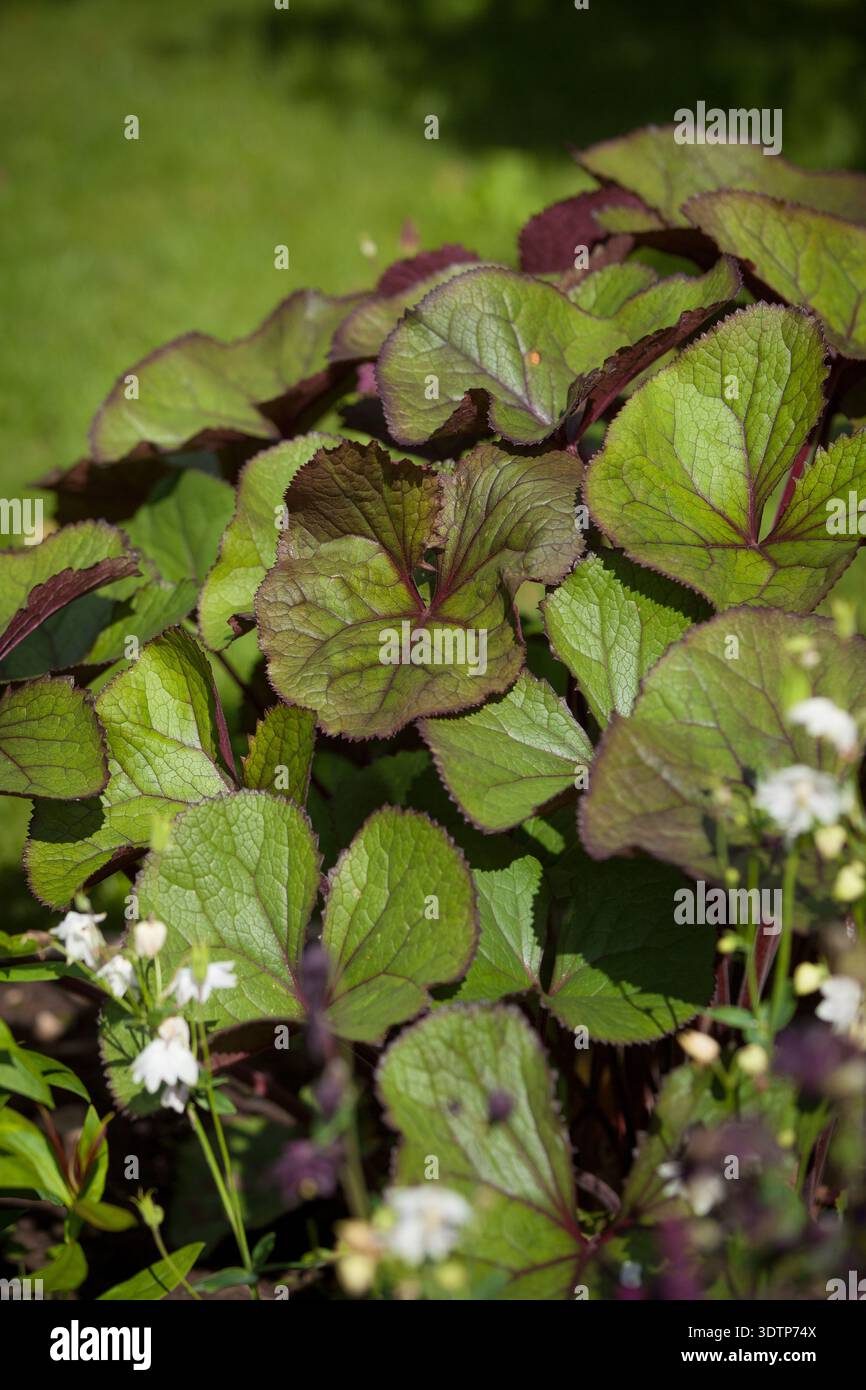 Ligularia dentata (pianta del Gattopardo) - grandi foglie di cordato con venatura rossastro-viola nell'habitat del giardino estivo Foto Stock