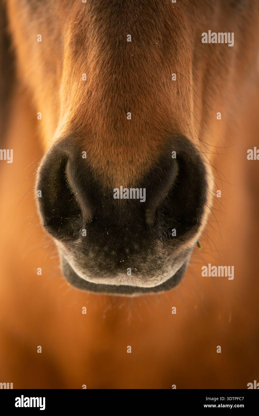 Primo piano del naso e della museruola di un cavallo marrone Foto Stock