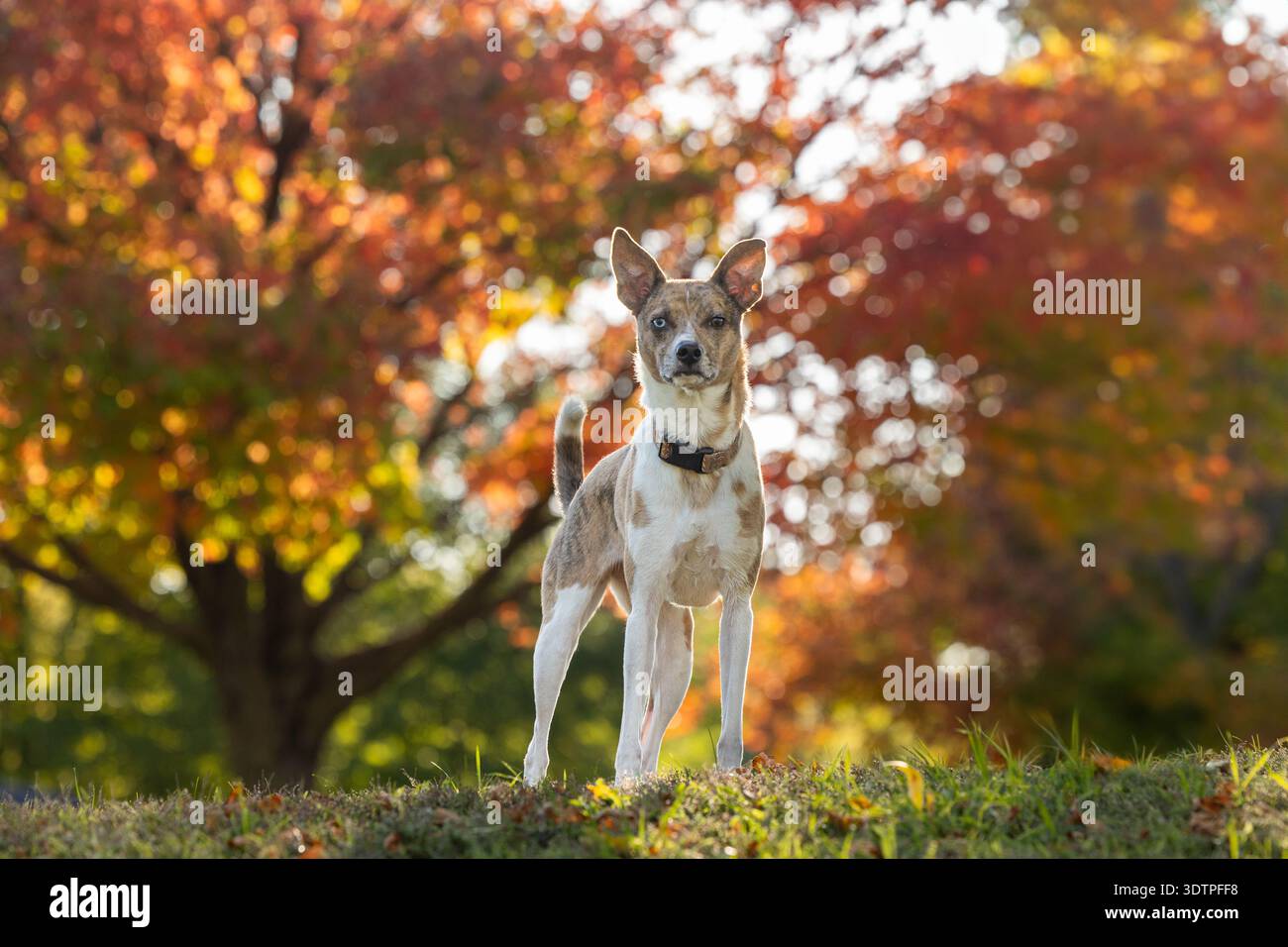 Cane vigile in piedi su una collina erbosa con alberi autunnali alle spalle Foto Stock