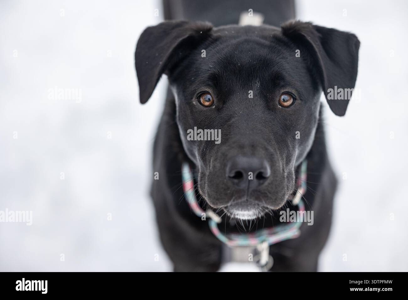Cane nero con colletto a plaid rivolto verso l'alto su sfondo innevato. Foto Stock