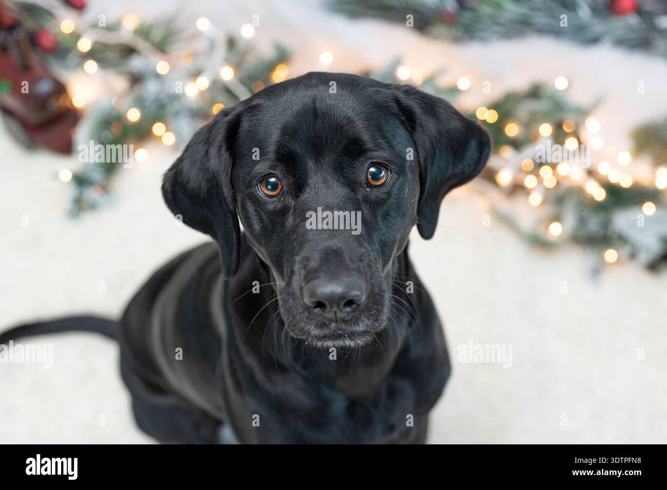 Black labrador seduto al chiuso con luci natalizie dietro. Foto Stock