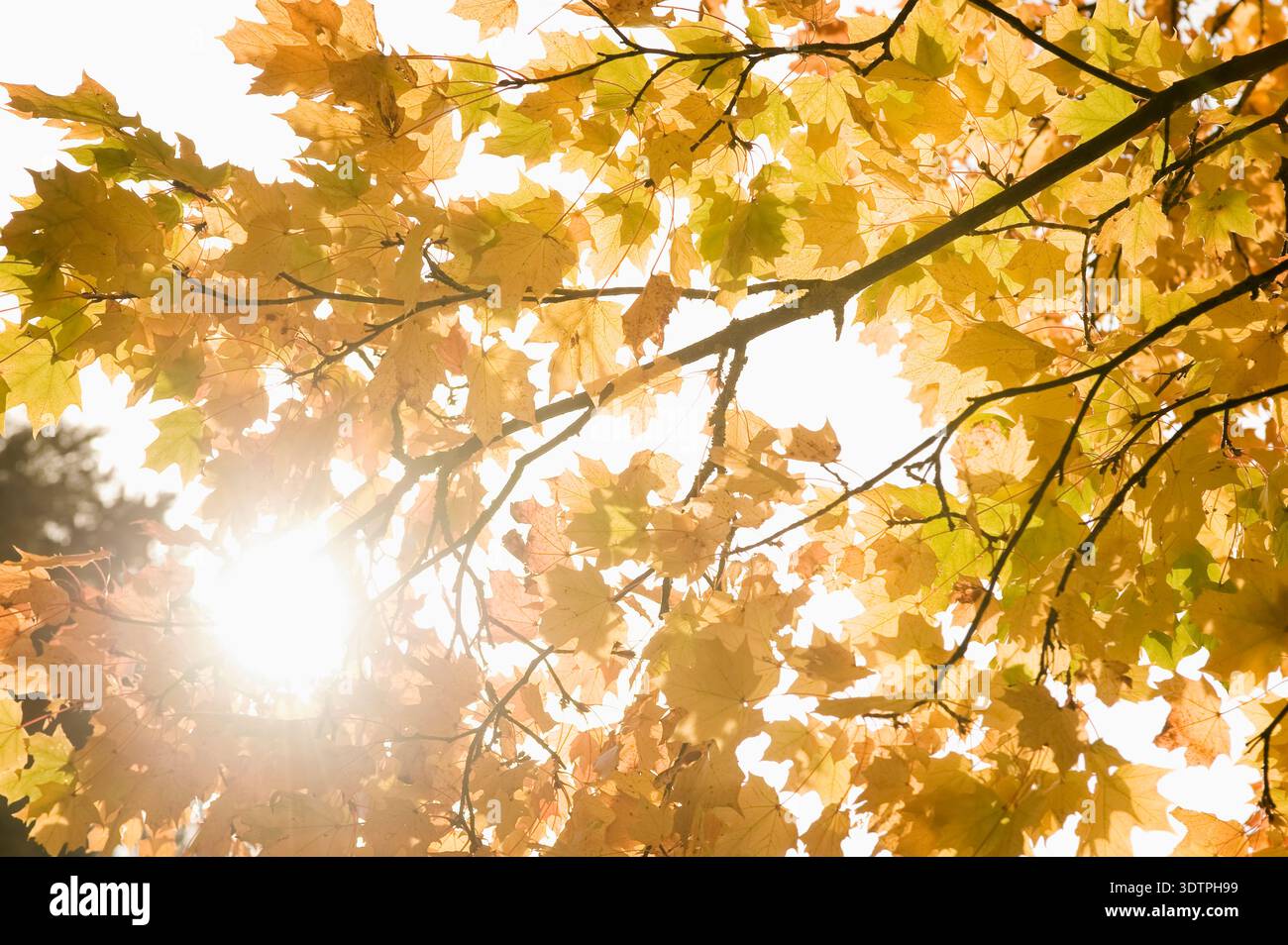Il sole splende attraverso le foglie d'acero giallo autunnale nella foresta Foto Stock