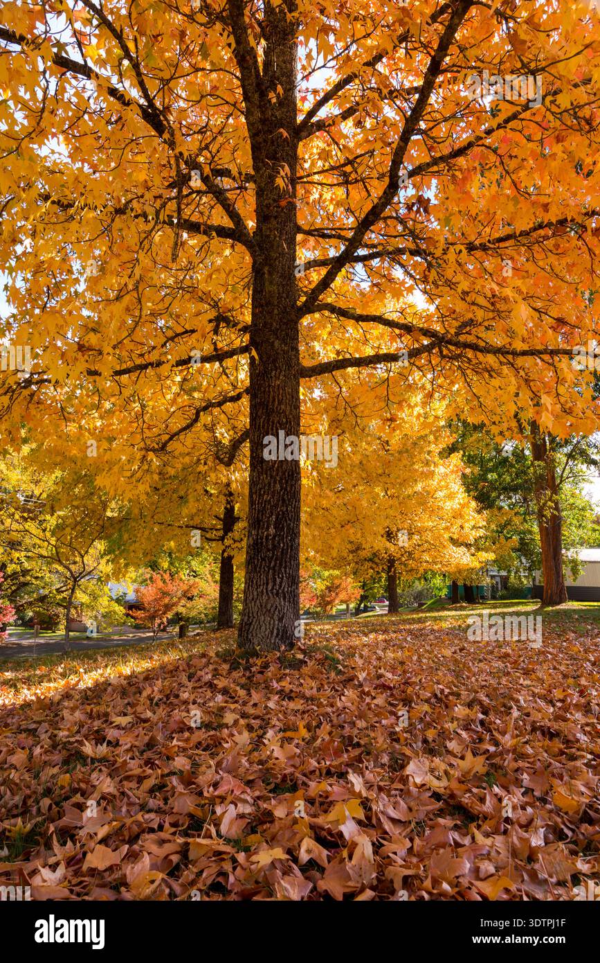 Albero alto con colori autunnali Foto Stock