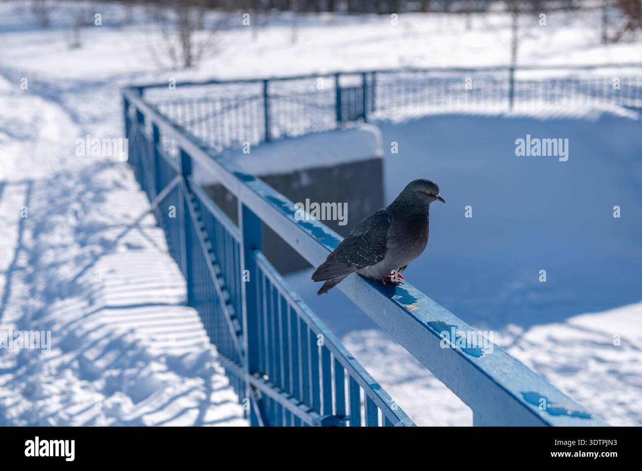 Un piccione solitario poggia su una ringhiera blu baciata dal gelo che si affaccia su un parco innevato e su uno stagno ghiacciato, una tranquilla luce invernale che ammorbidisce la scena. Foto Stock