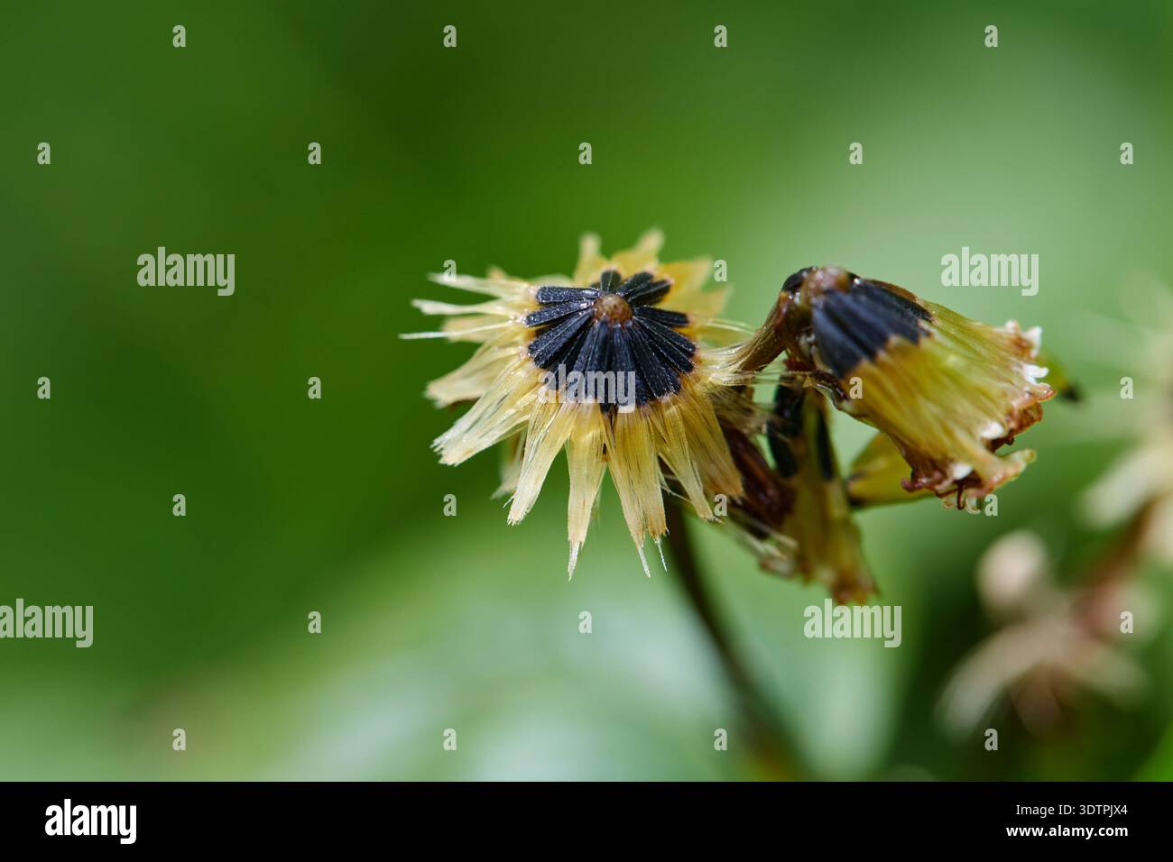 Testa di fiore di semi secchi su sfondo verde Foto Stock