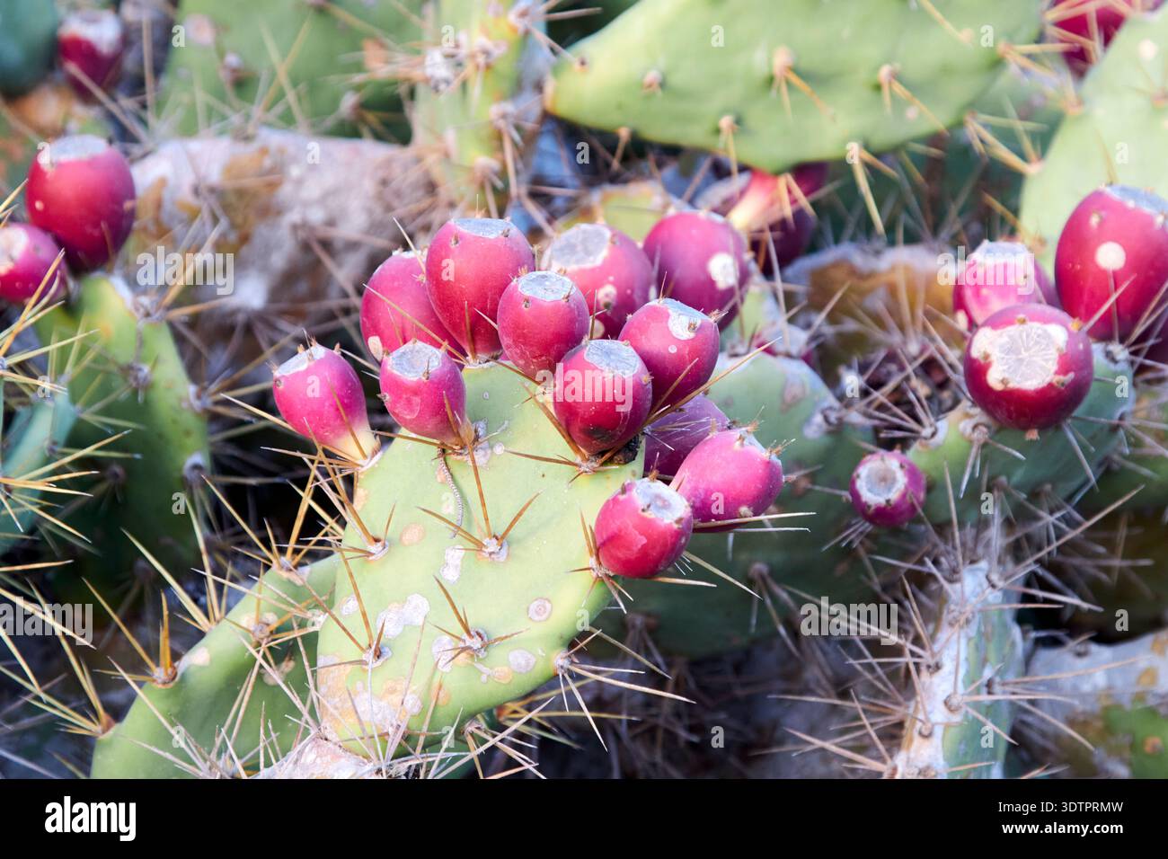 Isole canarie di frutti di cactus immagini e fotografie stock ad alta  risoluzione - Alamy
