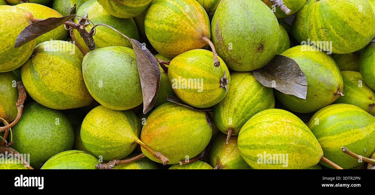 Pere. Frutta. Pere di humbug. Frutti di Pyrus communis Humbug 'Pysanka' che presentano caratteristiche pelli stripate. Chiamato anche pera pasquale. Foto Stock