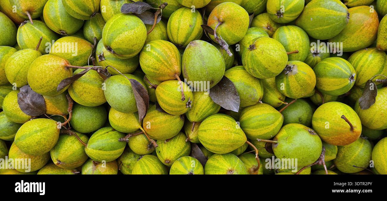 Pere. Frutta. Pere di humbug. Frutti di Pyrus communis Humbug 'Pysanka' che presentano caratteristiche pelli stripate. Chiamato anche pera pasquale. Foto Stock