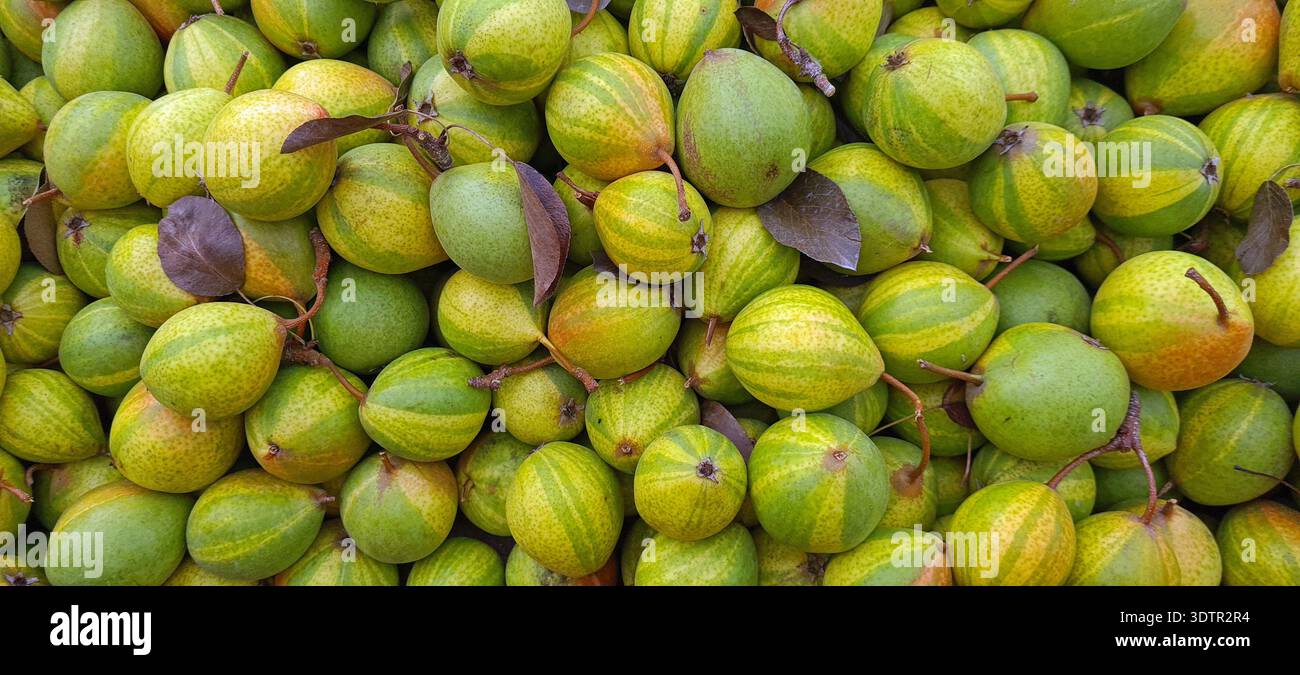 Pere. Frutta. Pere di humbug. Frutti di Pyrus communis Humbug 'Pysanka' che presentano caratteristiche pelli stripate. Chiamato anche pera pasquale. Foto Stock