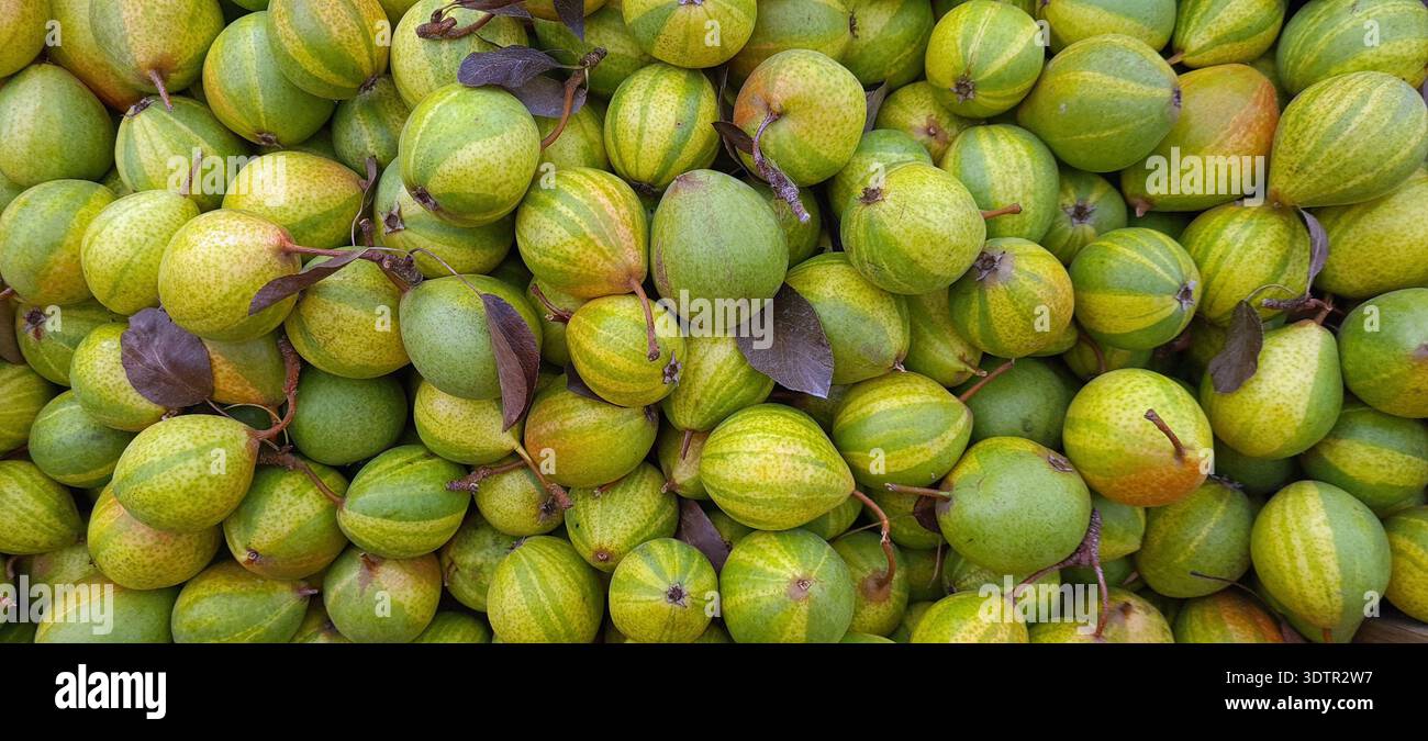 Pere. Frutta. Pere di humbug. Frutti di Pyrus communis Humbug 'Pysanka' che presentano caratteristiche pelli stripate. Chiamato anche pera pasquale. Foto Stock