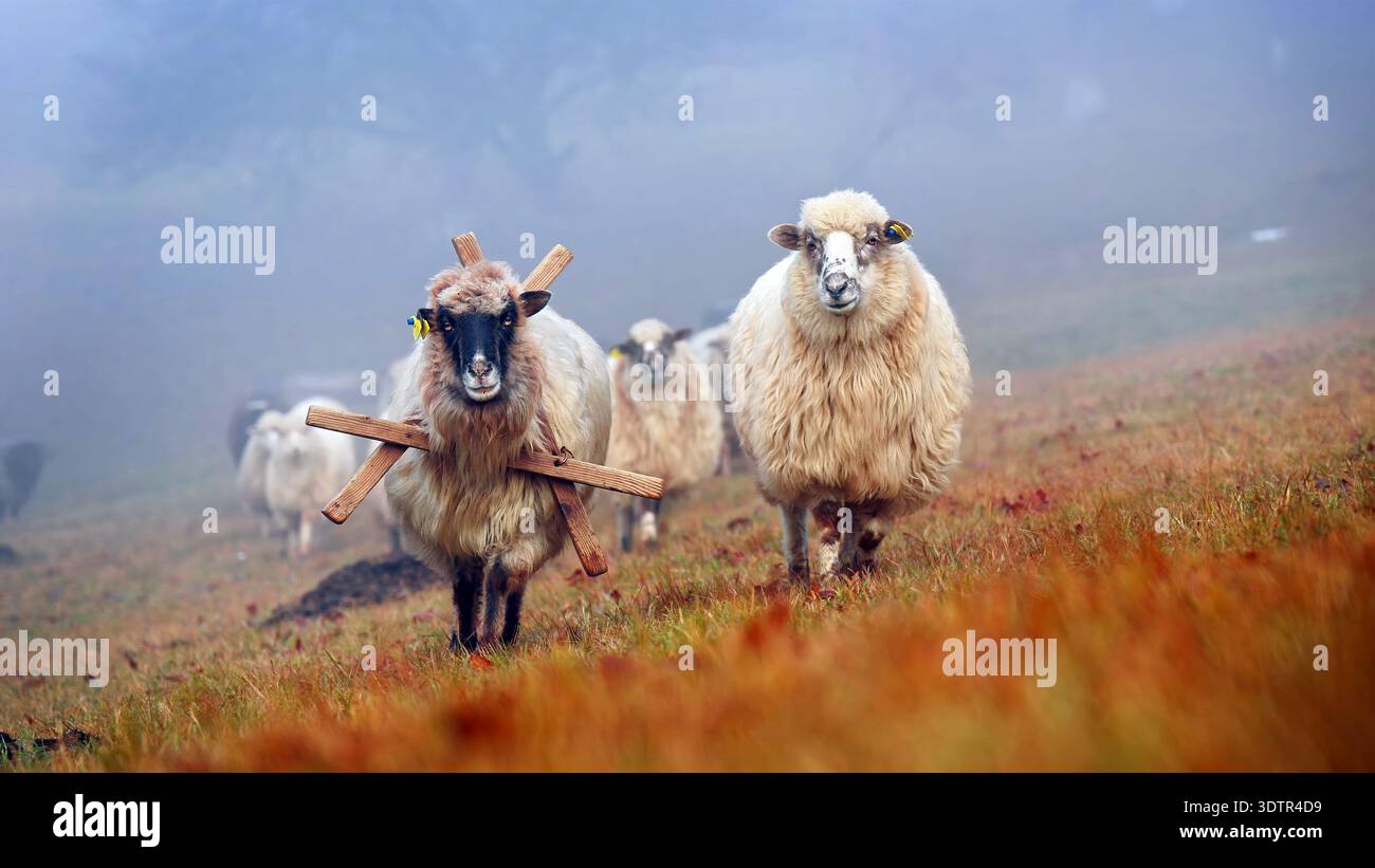 Gregge di pecore che camminano attraverso il nebbioso prato autunnale. Le pecore lanuginose con cartelli auricolari si stagliano su una collina nebbiosa, una che indossa un giogo di legno, in una tranquilla campagna Foto Stock