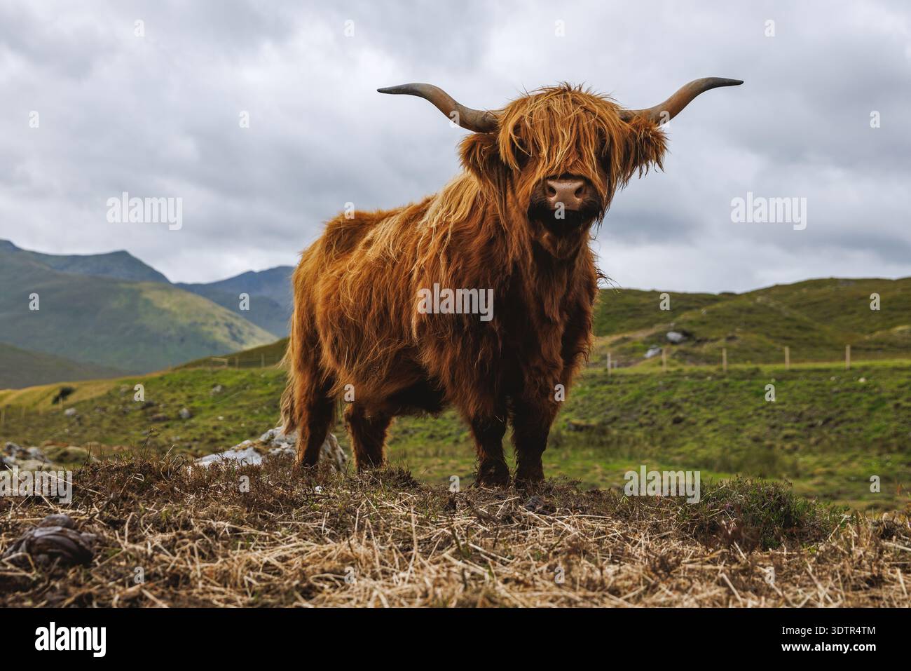 Una vista frontale di una maestosa mucca delle Highland con uno spesso cappotto rossastro e grandi corna nelle aspre Highlands scozzesi. Foto Stock