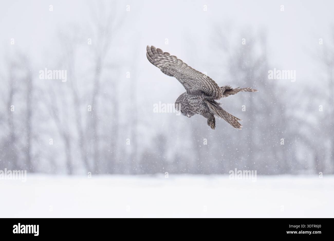 Il grande gufo grigio (Strix nebulosa) si libra sulla neve in inverno in Canada Foto Stock