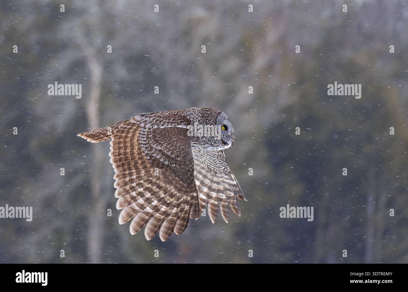 Grande gufo grigio in volo in una giornata invernale innevata in Canada Foto Stock