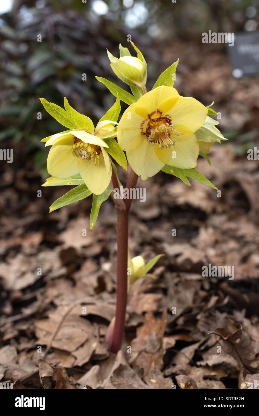 Fiori gialli di Celio che crescono in foglie marroni secche. Foto Stock