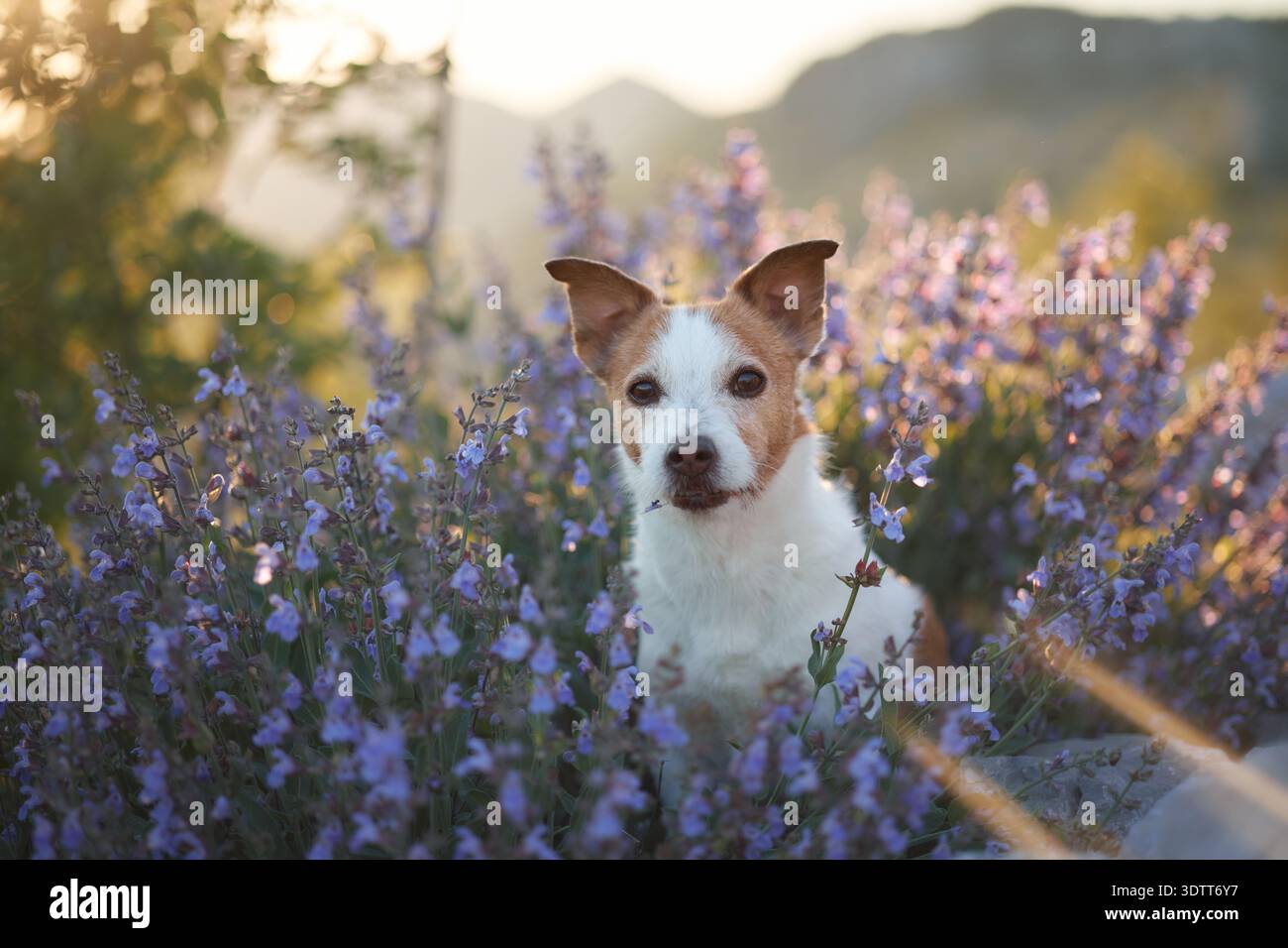 Un terrier guarda direttamente nella fotocamera mentre sei seduto su cespugli viola in fiore. La calda luce serale e le colline sullo sfondo creano un'atmosfera accogliente. Foto Stock
