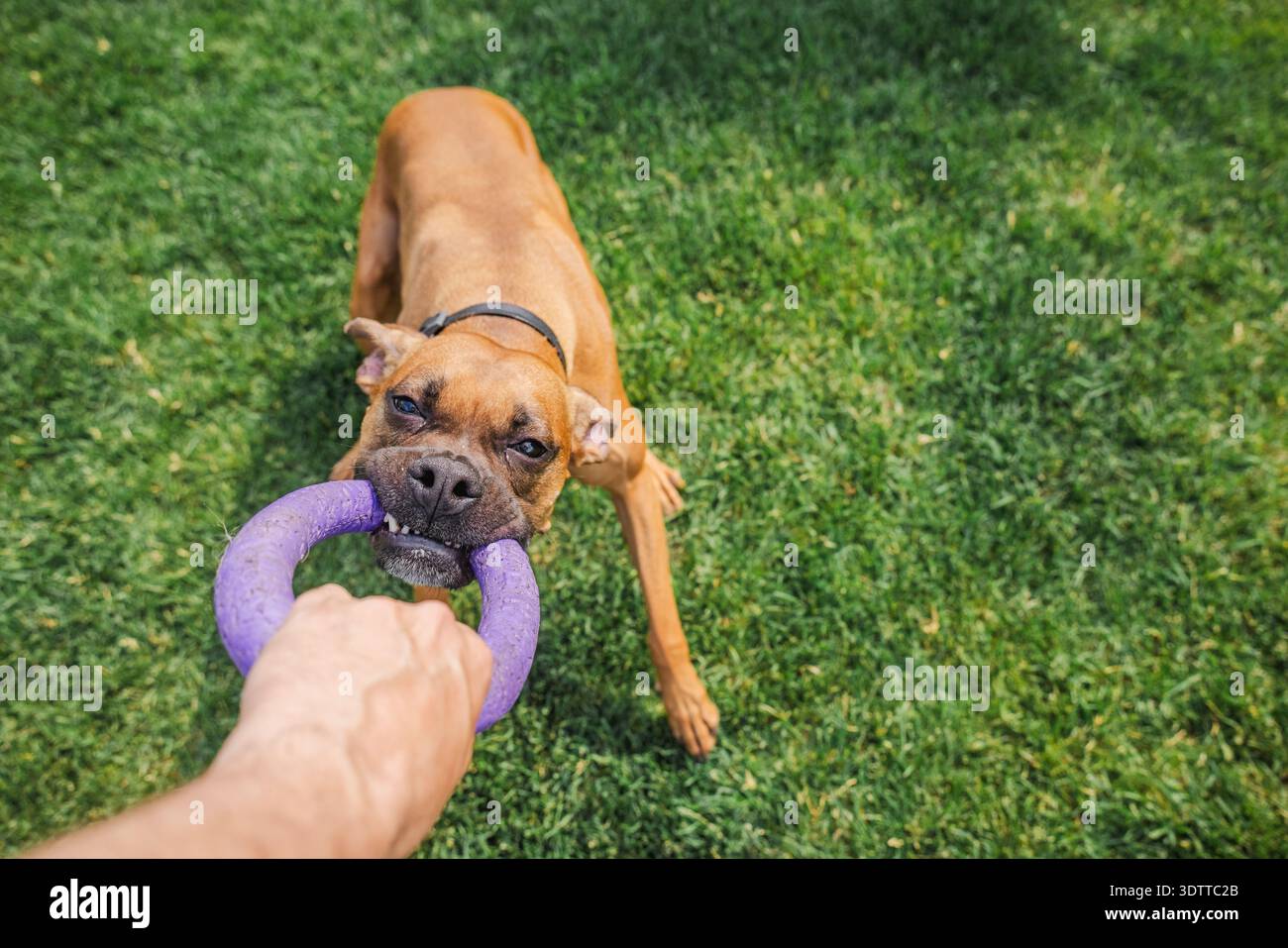 Cane pugile tedesco che gioca a tiro di guerra con il proprietario che usa il giocattolo ad anello di gomma sul prato verde nel giardino del cortile Foto Stock