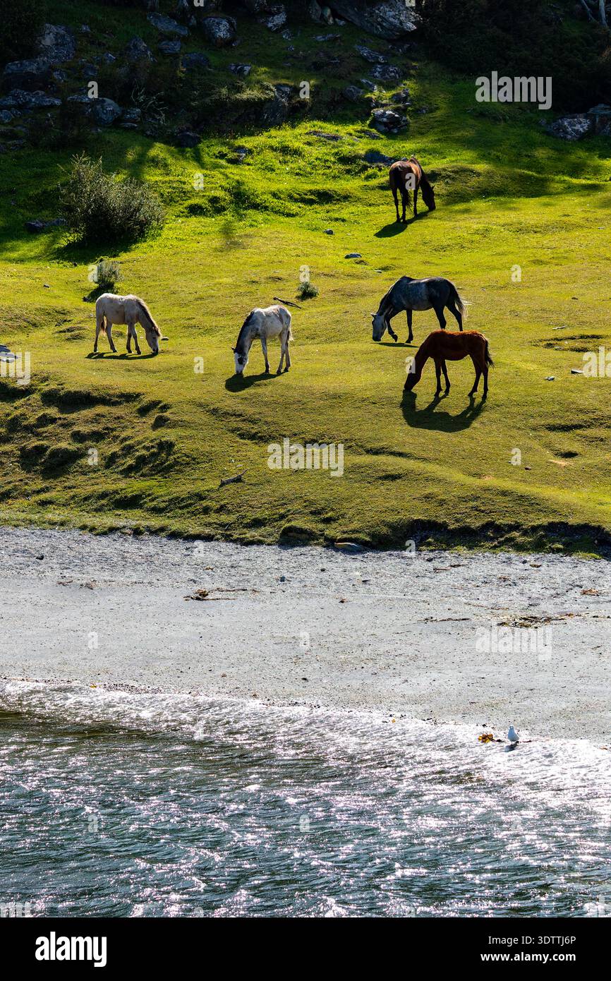 Cavalli e puledri selvaggi sulle montagne di Ushuaia. Maestoso paesaggio della Patagonia nella Terra del fuoco, Argentina. Fauna selvatica. Foto Stock