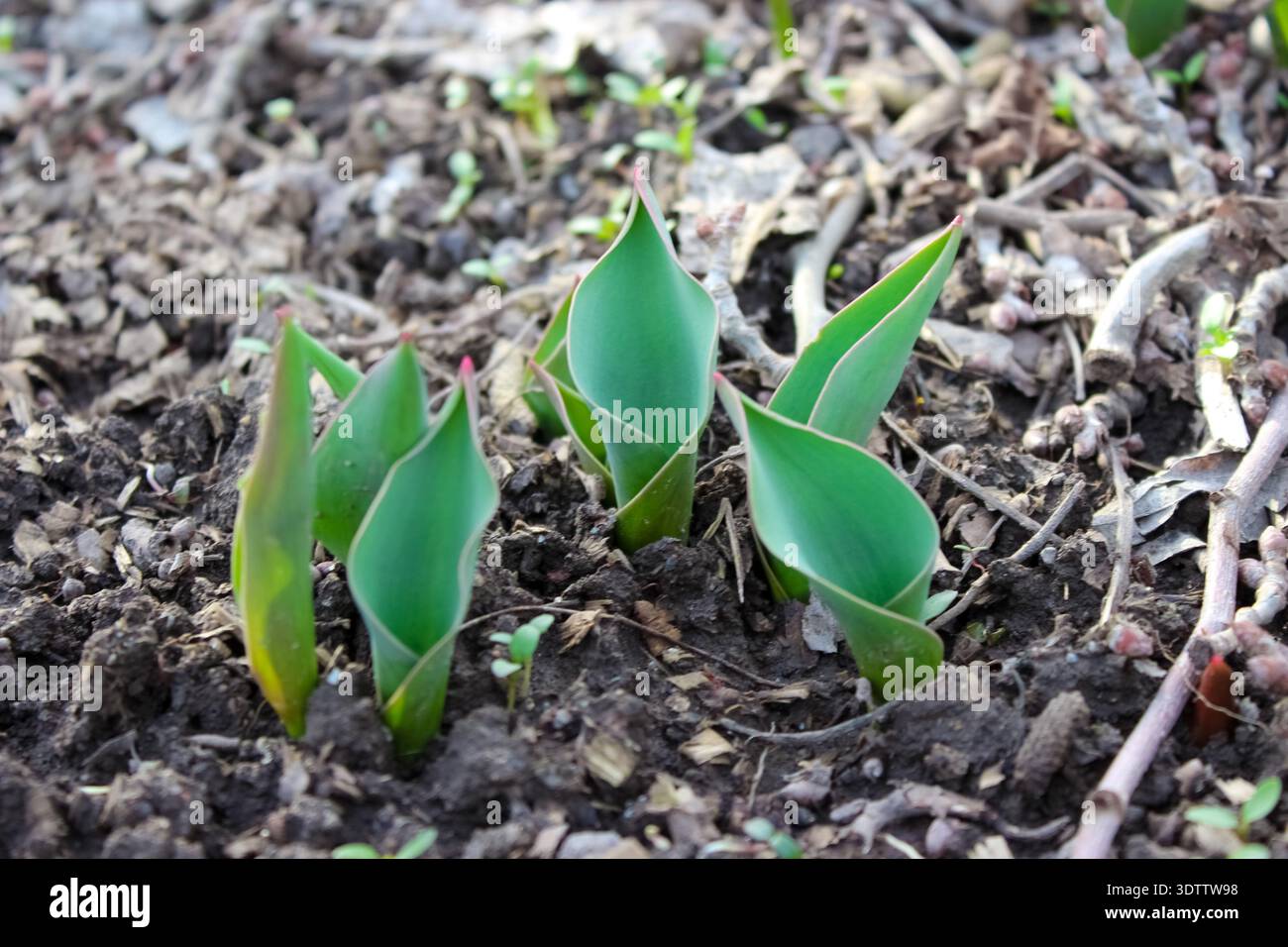 Giovani germogli di tulipani verdi emergono dal suolo scuro e umido all'inizio della primavera. Le foglie appuntite e carnose presentano bordi rossastri. Foto Stock