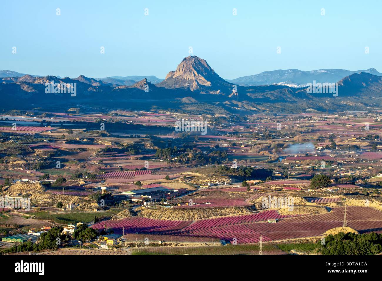 Alberi da frutto in fiore nei campi di Cieza, regione di Murcia, Spagna, con i loro colori caratteristici Foto Stock