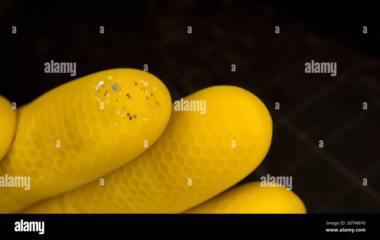 Microplastica su dita con guanti gialli che mostrano l'inquinamento ambientale e i rifiuti sintetici. Piccole particelle di plastica raccolte per la ricerca scientifica Foto Stock
