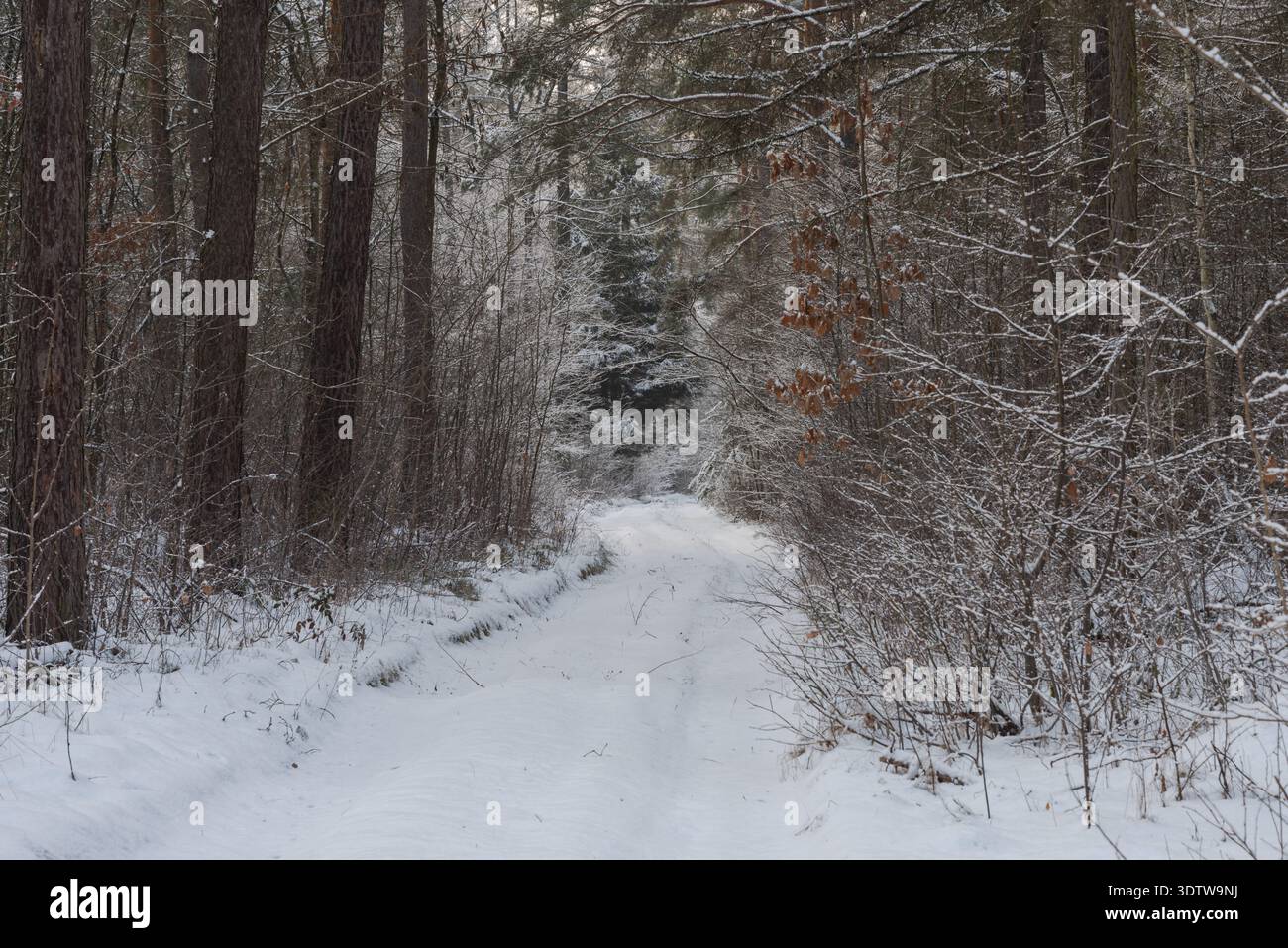 Un'alta pineta in un giorno d'inverno. Una strada forestale non asfaltata corre tra gli alberi. Foto Stock