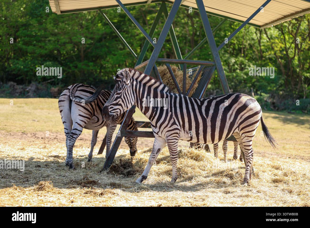 Zebra che si nutre di Hay Under Shelter nel Wildlife Park Natural Habitat Scene Foto Stock