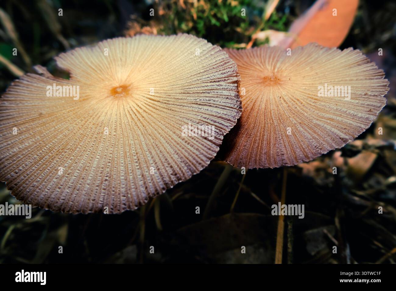 Primo piano di delicati funghi selvatici che crescono sul Forest Floor Foto Stock