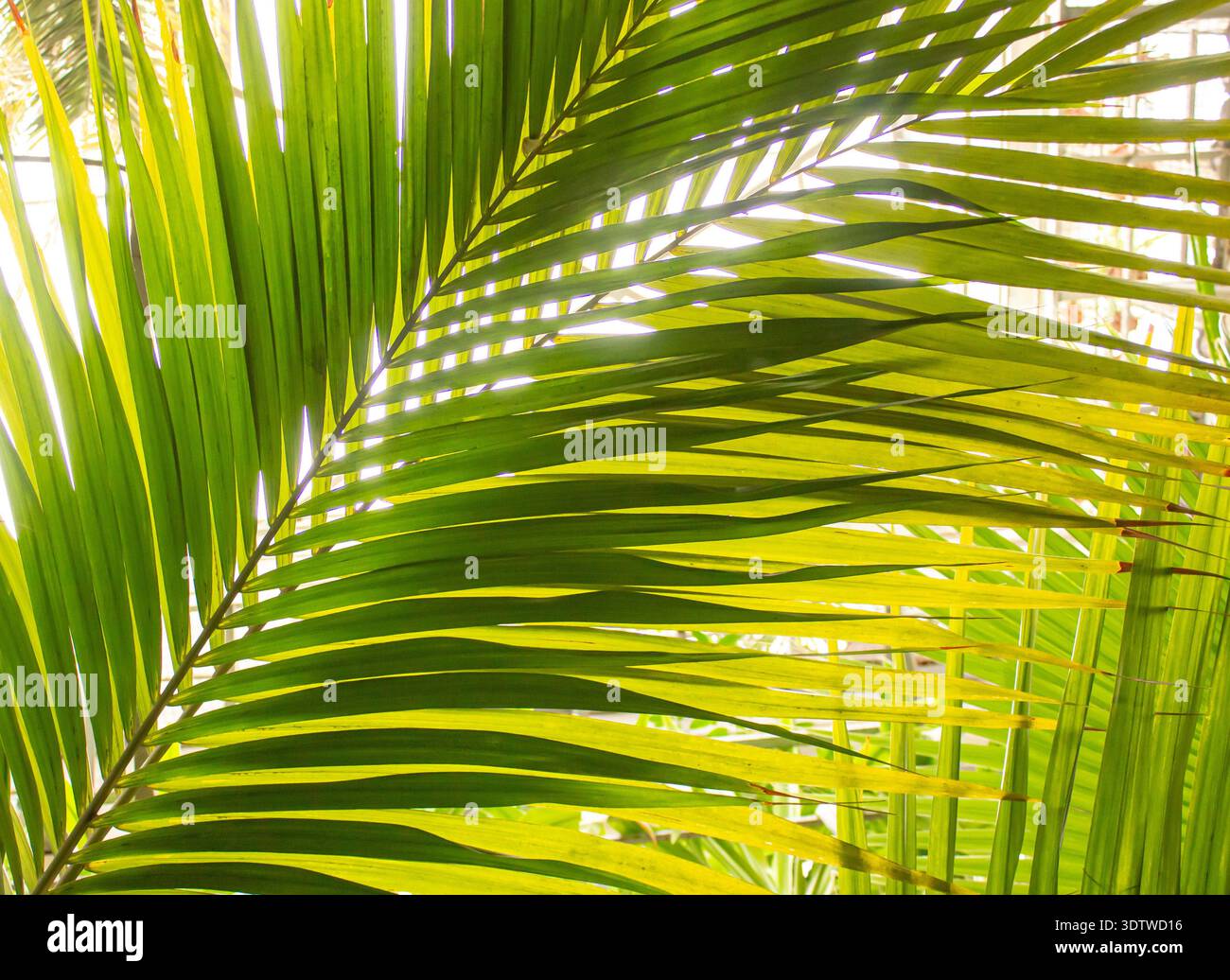 Fresh Green Palm lascia lo sfondo con i raggi del sole. Consistenza fresca della foglia di cocco. Foto Stock