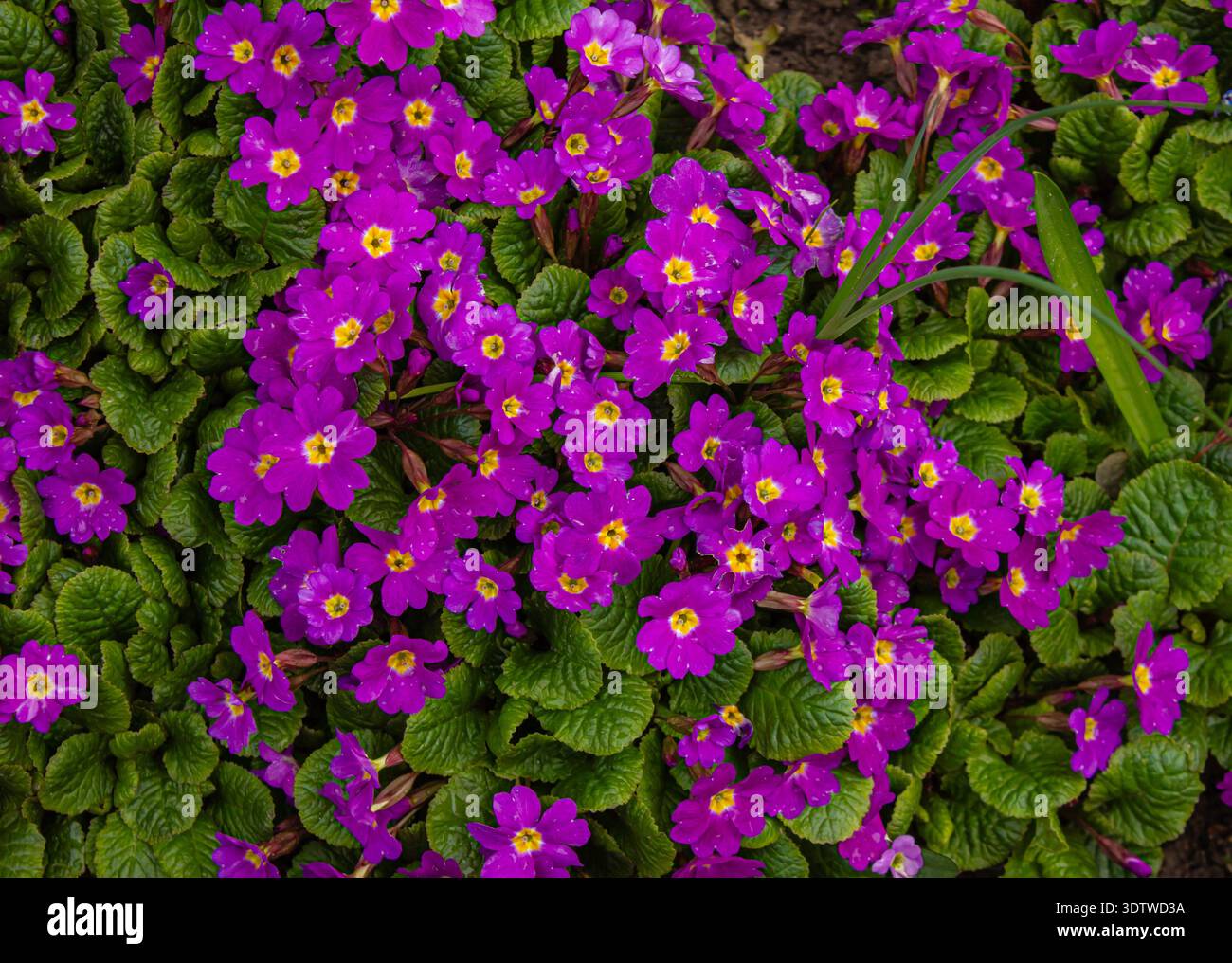 primula viola o pruhoniciana con porco giallo e sfondo verde foglie. Primula pruhonice Wanda fiori viola cespuglio fiorito in primavera Foto Stock