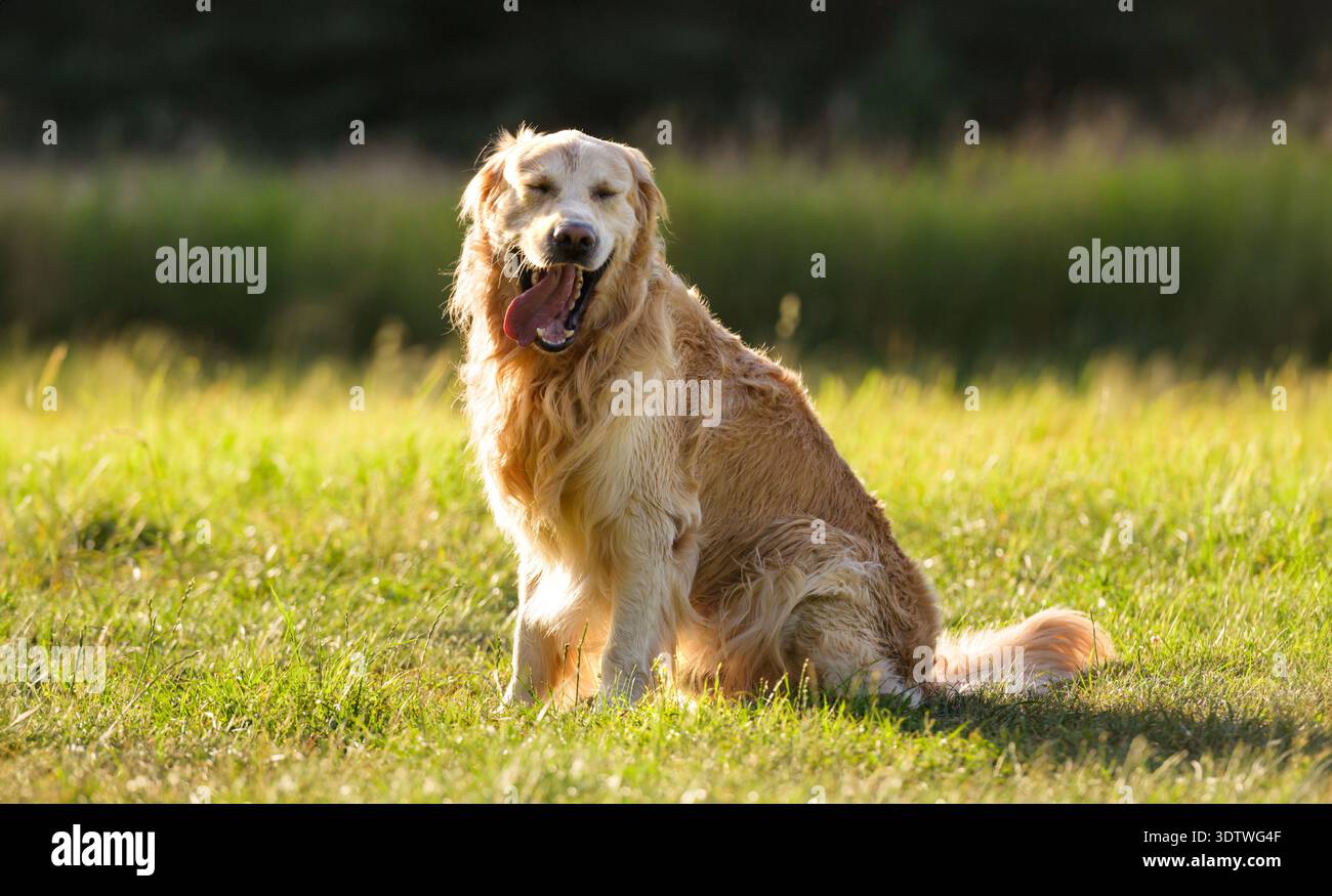 Adorabili Golden Retriever Dog Yawns all'aperto Foto Stock
